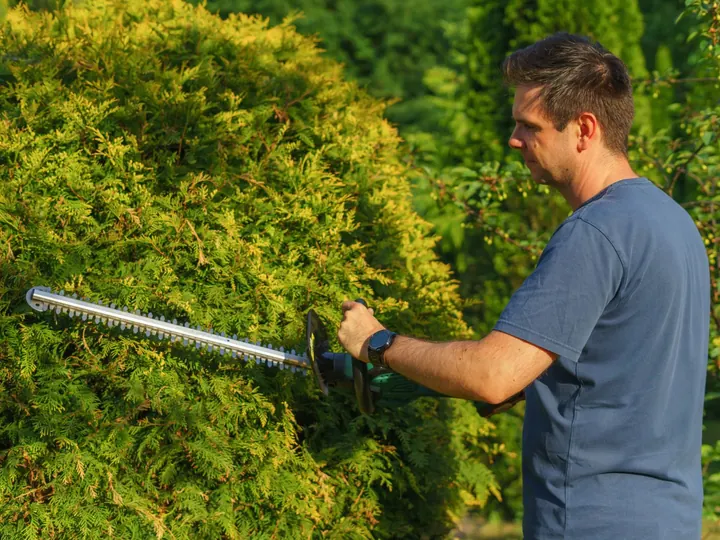 Un homme taille une haie dans un jardin.